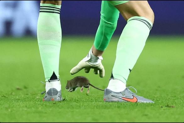 Torwart Courtois versucht eine Ratte auf dem Spielfeld zu fangen.