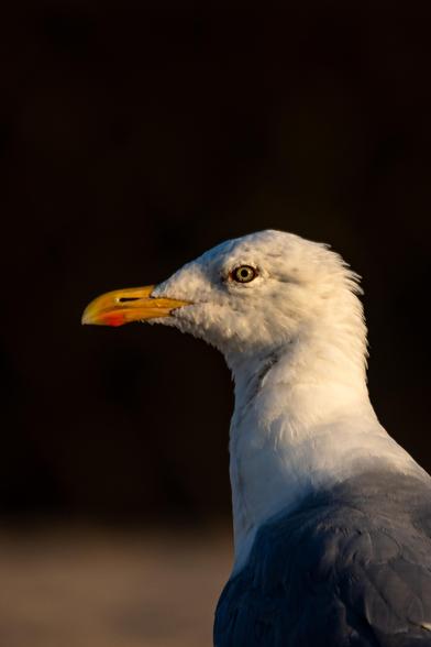 Seagull
#seagull #birdphotography #wildlifephotography #naturephotography #naturelovers #birdsofinstagram #bestbirdshots #wildlife_perfection #earthfocus #ourplanetdaily #natgeo #birdwatching #bird_brilliance #nature_shooters #planetbirds #beautifulbirds #discoverearth