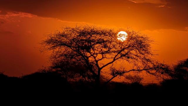Sonnenuntergang über einem Akazienbaum in der afrikanischen Savanne