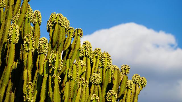 Grüner Kaktus mit gelben Früchten vor blauem Himmel und weißen Wolken