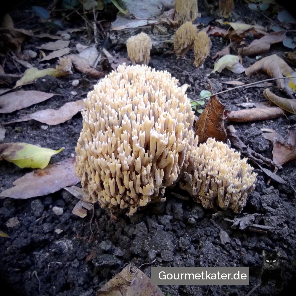 Korallenpilz?
