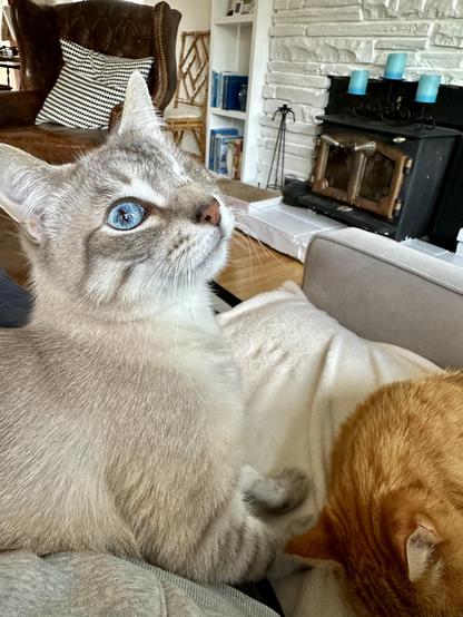 Doots, a one-eyed Lynx Point Siamese cat, lounging across my lap with his front paws on a cream blanket on a grey sofa. In the lower right corner, Loki the orange tabby is sleeping. Doots is looking up and out the window behind me. 