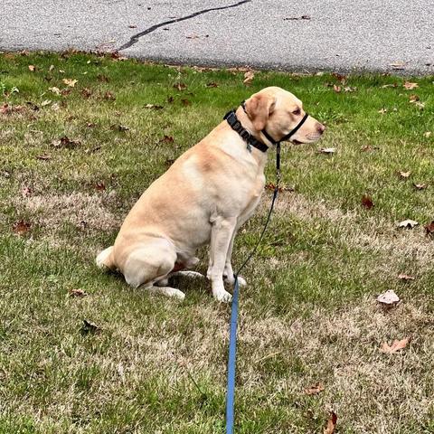 A dog sits and patiently waits on a lawn for someone to pat him.
