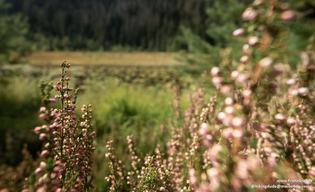 A beautifully soft-focused image of delicate wildflowers in the foreground, showcasing clusters of tiny pink and purple blossoms swaying gently in their natural habitat. The background reveals a serene, grassy wetland leading to a dense forest, creating a dreamy and peaceful atmosphere that highlights the quiet beauty of nature.