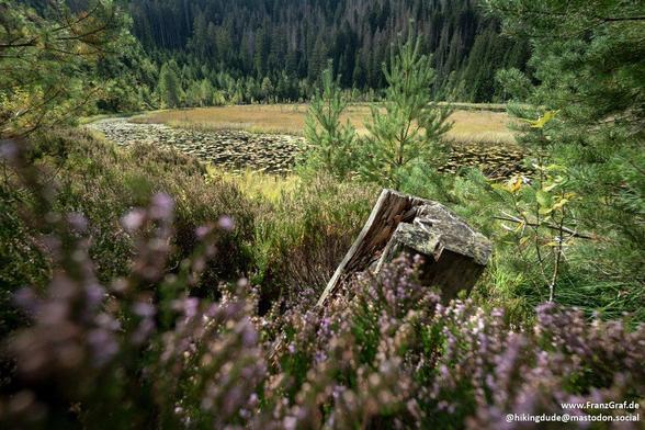 A serene and picturesque wetland scene, where a tranquil pond is surrounded by lush grasses, wildflowers, and scattered young trees. The foreground is adorned with vibrant purple heather in full bloom, adding a splash of color to the natural landscape. In the background, a dense forest of evergreen trees creates a peaceful and untouched atmosphere, perfect for enjoying the beauty and tranquility of nature.