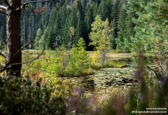 A tranquil and lush forest pond, nestled among dense evergreen trees and framed by vibrant autumn foliage. The calm water is dotted with lily pads, reflecting the surrounding greenery and creating a peaceful, natural oasis. The soft light filtering through the trees enhances the serene and untouched beauty of this hidden woodland retreat.