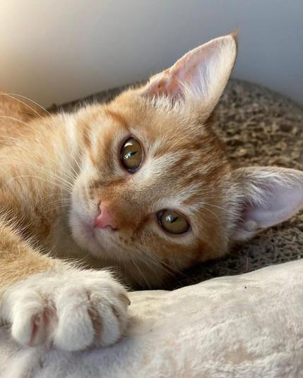 An orange cat resting it's head on carpet