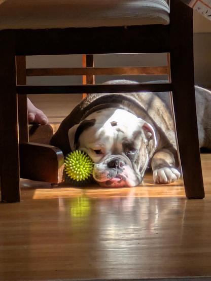Sun dappled brown and white old English bulldog laying under a chair with a ball.
