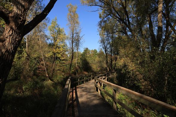A photo looking across a footbridge that passes through a wooded area with a blue sky above.  The small bridge turns about forty-five degrees to the right in the centre of the frame of the photo. The trees in the area are still mostly green in the area, despite it being mid-October.  Shadows are cast down onto the wood boards as it is a clear sunny day. The depth of field of the photo results in a sharp focus of the elements in both the foreground, and background.