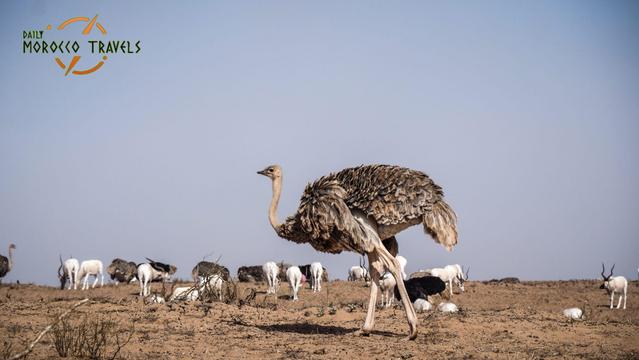Discover Morocco’s wild side at Souss Massa National Park 🌊🦩! Spot rare birds, explore coastal trails, and feel nature’s rhythm along the Atlantic coast — a haven for eco-travelers and photographers alike. 🌿✨
#EcoTourism #MoroccoNature
👉 https://dailymoroccotravels.com/souss-massa-national-park-birdwatching-and-coastal-adventure-2026/