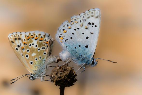 Fotografía de una cópula de Polyommatus hispana