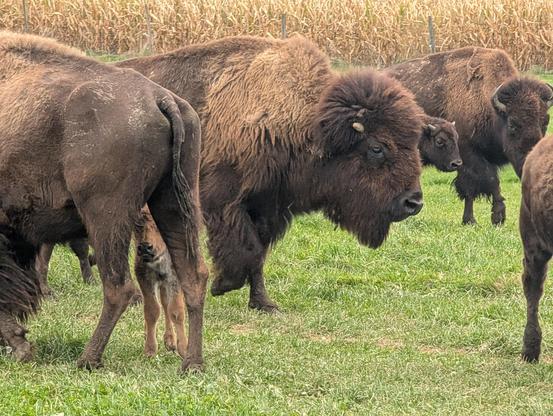 Eine Bisonherde