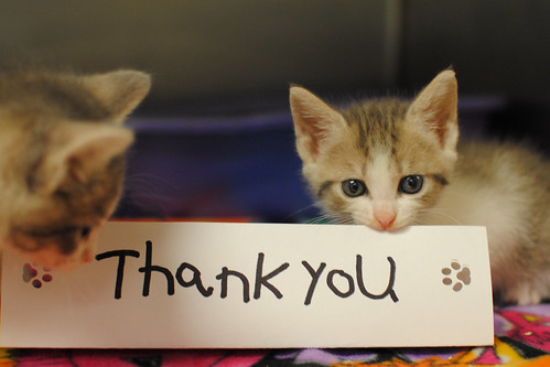 Two kittens with a "Thank you" sign with paw marks.
