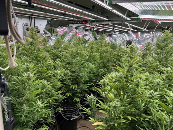 🌿 Week 2 of flower — the room’s alive with energy!
These ladies are stacking up beautifully and loving the environment. About six weeks to go, and they’re on schedule to finish strong.

#CannabisGrow #FlowerStage #MarsHydro #GrowLife