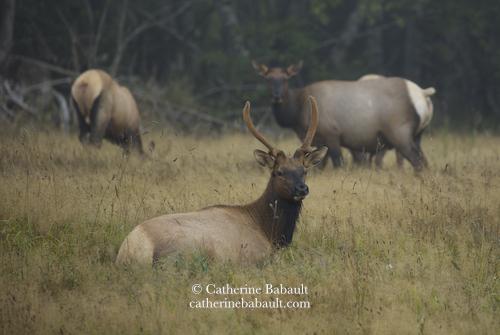 A Roosevelt elk aka wapiti lying and relaxing in a field with yellow dry grass and woods in the background. His antlers are small because he is a young elk, not mature yet. In the background are two cows, the term for female elk. The one on the left grazes so we have a nice view of her light brown rump. The other faces left and looks at the camera, it looks like she has eight legs but that's because her calf is behind her. They all look very relaxed.