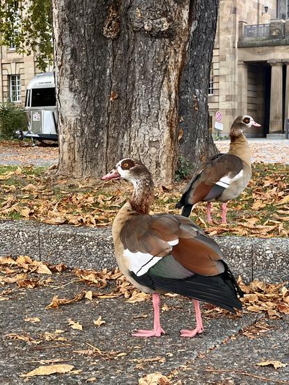 Zwei Nilgänse stehen im Kastanienlaub, die vordere guckt nach links, die hintere nach rechts.
