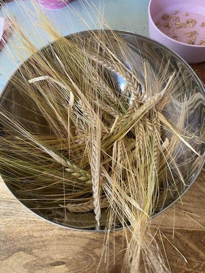 gerbes d'orge dans un bol en métal