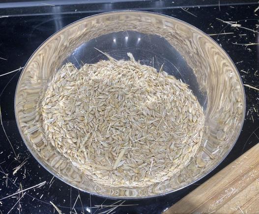 Graines d'orge avant le vannage dans un bol en métal