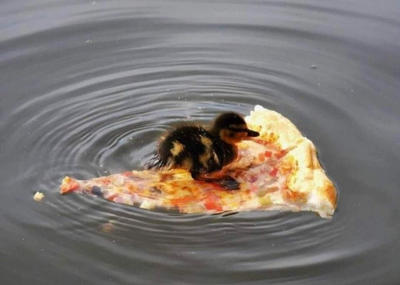 Duckling riding a piece of pizza in a pond.

The pizza appears to be Hawaiian.