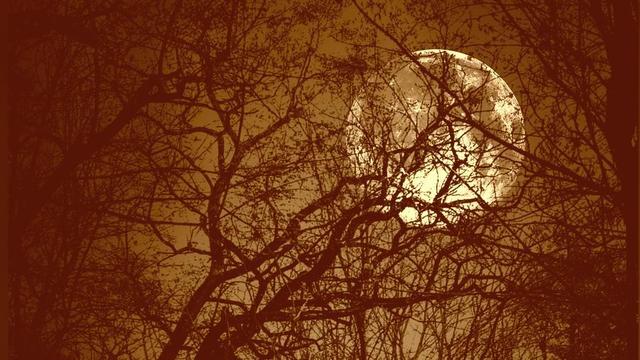 Moon behind trees