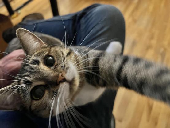 Brown and white tabby sitting on my lap reaches for the camera
