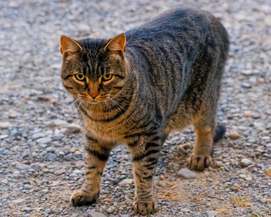 Striped tiger cat stands on the ground with four firms firmly on gravel and his tail dragging.
