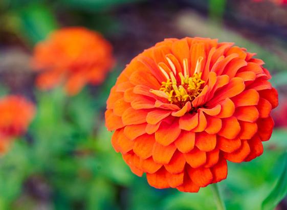 Big orange flower zinnia has numerous rows of petals surrounding a cluster of yellow pollen bearing structures, behind there are some other blurred out flowers and compatible foliage