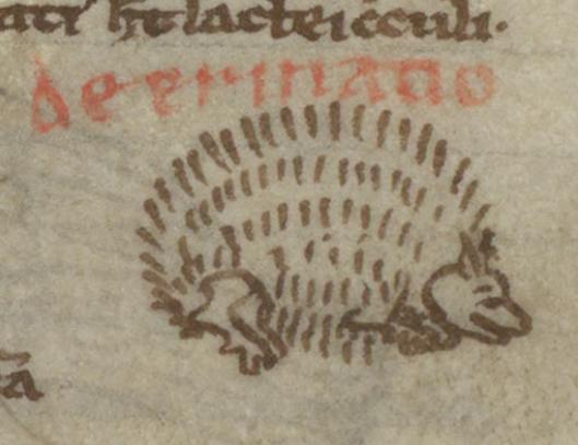 A line drawing in sepia-toned ink of a round hedgehog. The body is made of curving rows of vertical dashes with only the legs and heads properly sketched out. The ink used for the drawing is an exact match for the ink in the text at the top of the image. Image from Bibliothèque Multimédia Intercommunale d'Epinal, MS 209, folio 74r.