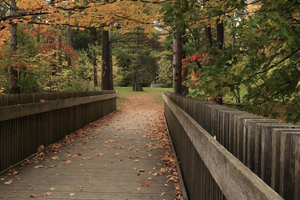 This photo is an autumn scene with a mix of green, yellow and red colours on the trees that are in view.  The photo was taken looking along a short wooden footbridge with fallen leaves on the walking surface.  Green grass can be seen at the far end of the bridge and a forested area can be seen beyond that.  The conditions were cloudy at the time, so no shadows can be seen in the frame. A peaceful scene is depicted by the photo.