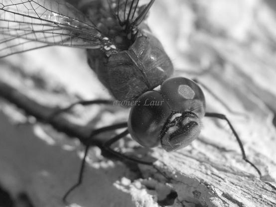 Dragonfly, macro, black and white, photo