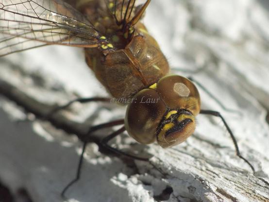Dragonfly, macro, color, photo
