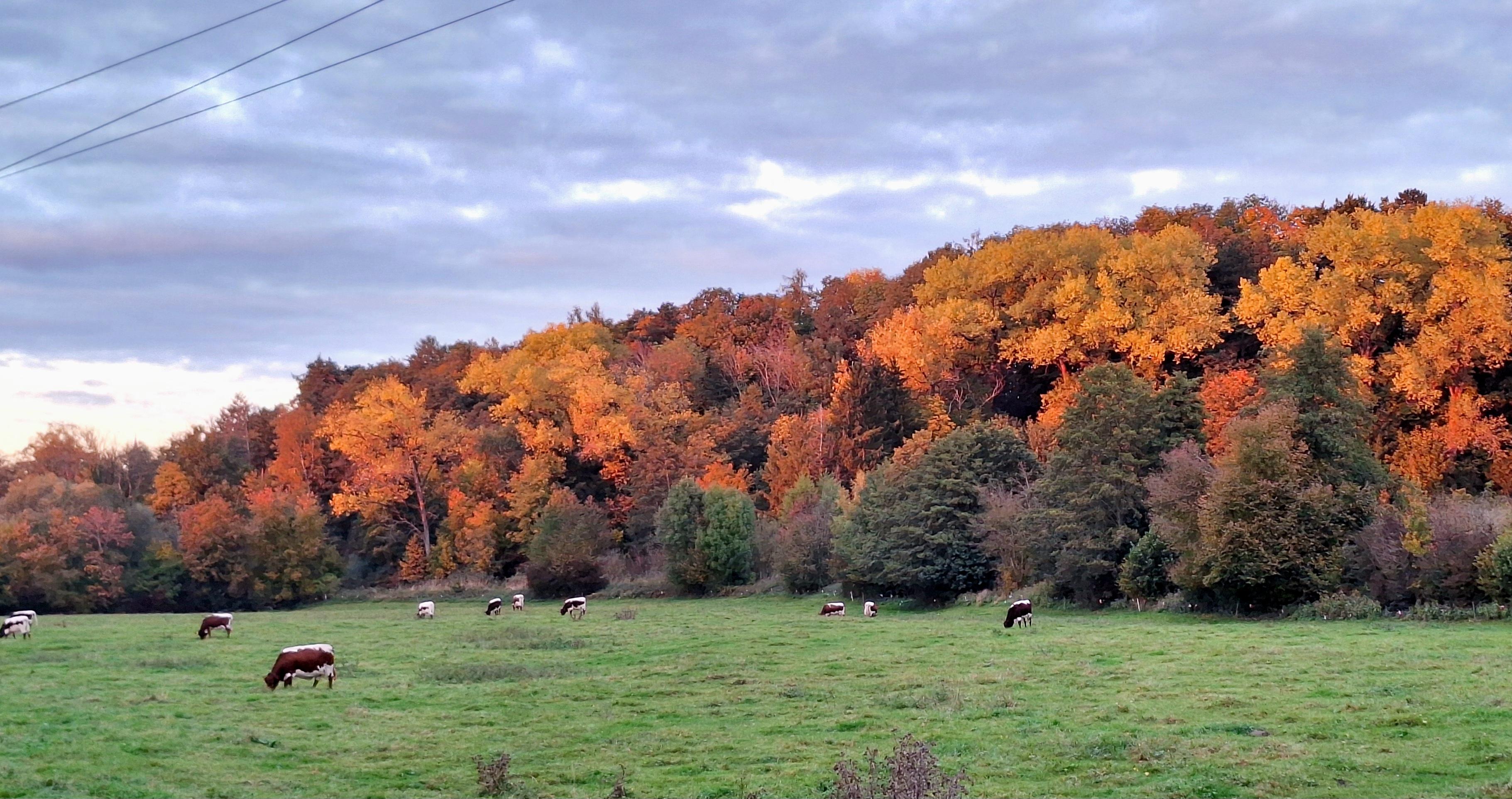 Bunt leuchtender Laubwald im Abendlicht. Im Vordergrund eine Wiese, auf der Kühe grasen