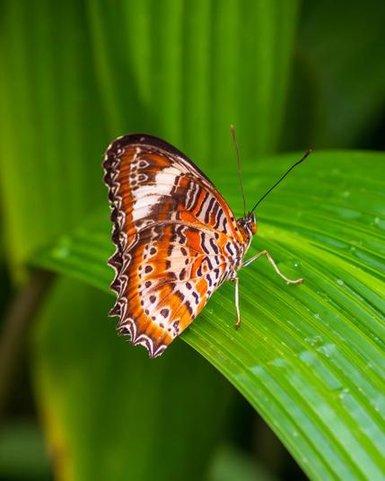 Close-up of a brightly patterned butterfly with orange, black, and white wings resting on a glossy green leaf with water droplets, photographed inside Wild Life Sydney Zoo at Darling Harbour.