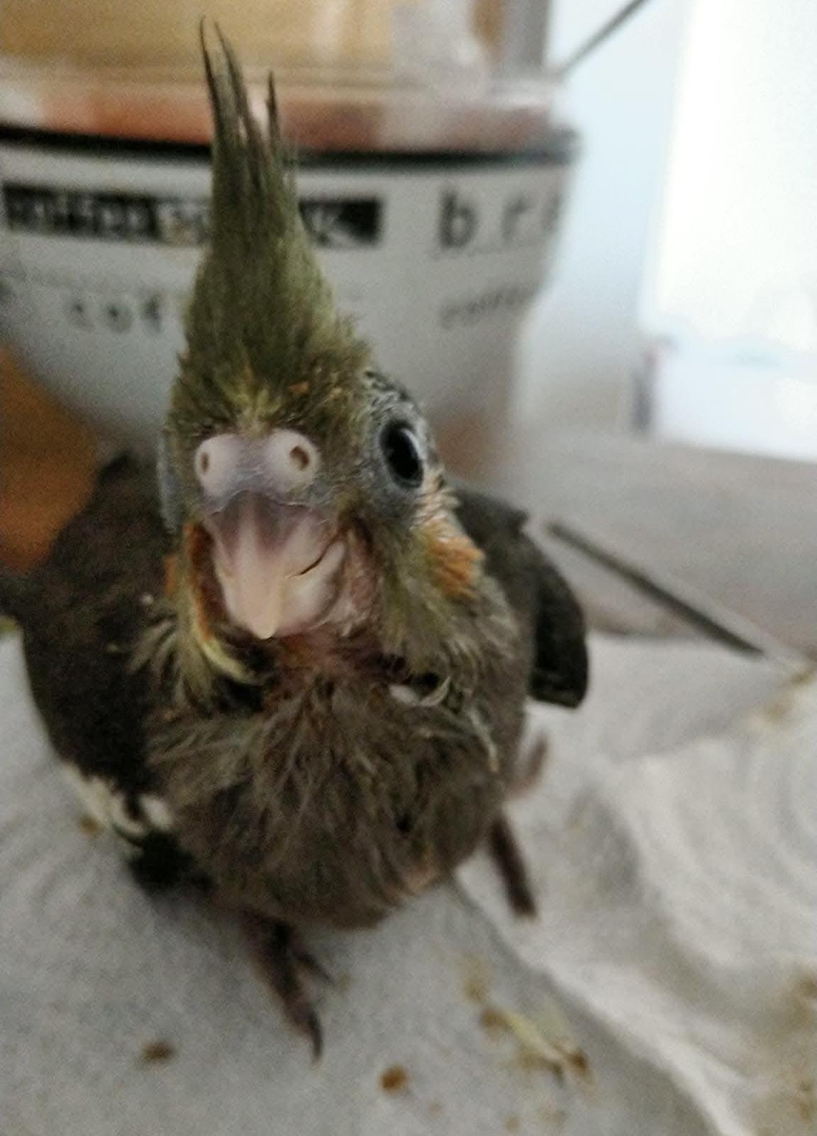 Picture of the same cockatiel as a baby; his face is still all grey and he is looking at the camera with a big smile and giant baby eyes.