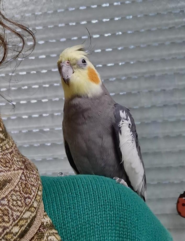 Picture of a cheeky little cockatiel on my partner’s shoulder.