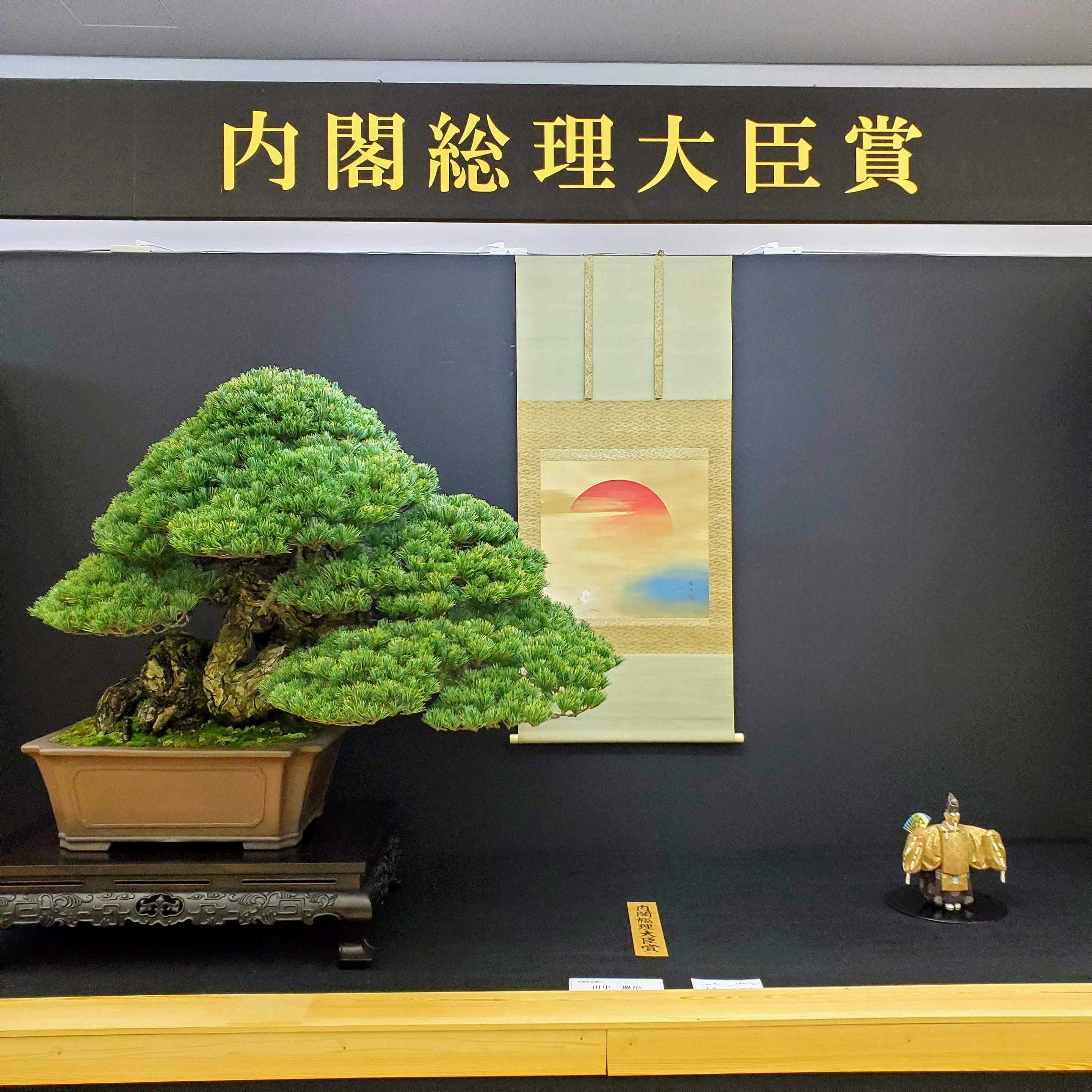 A stunning, 500 year old pine bonsai.