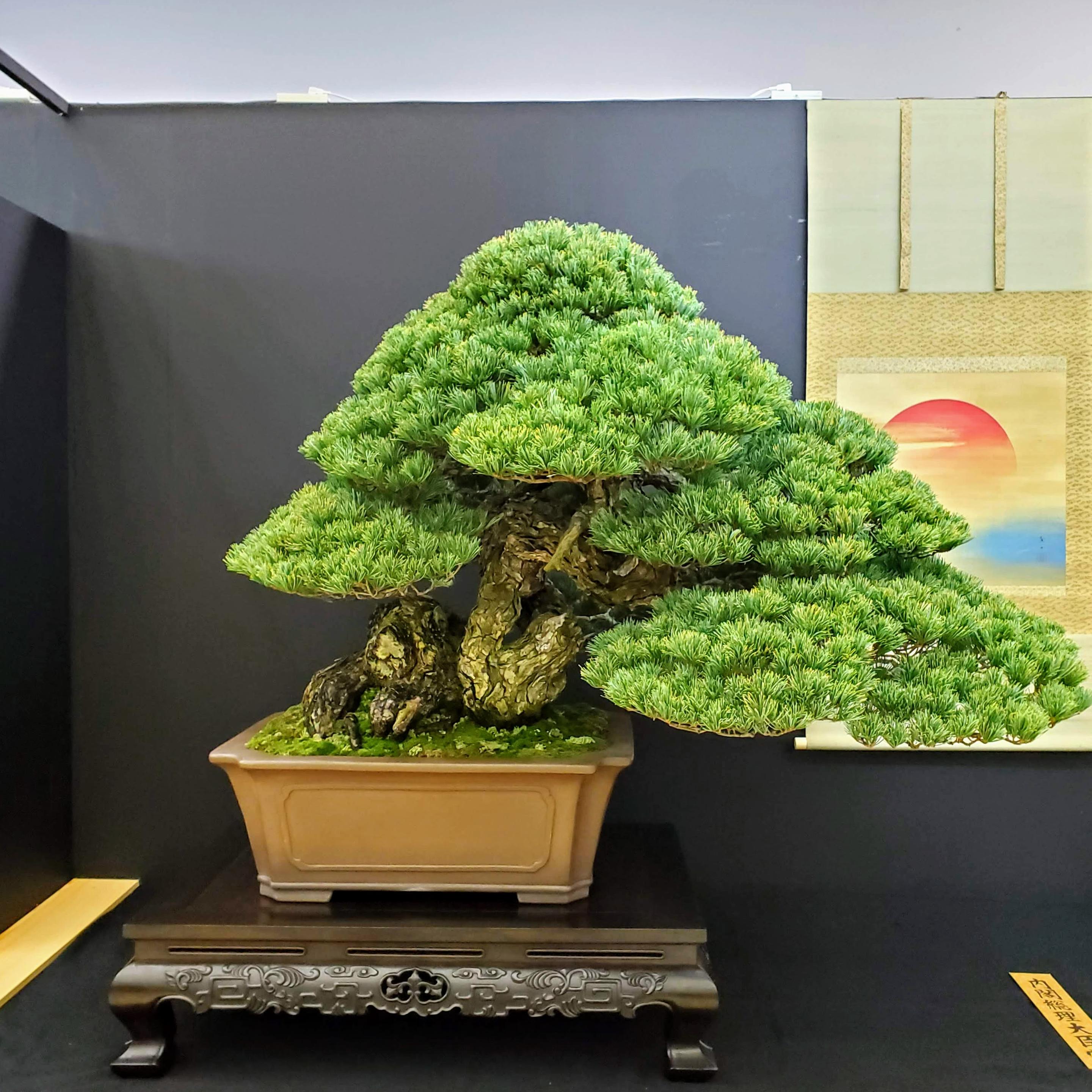 A stunning, 500 year old pine bonsai.
