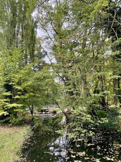 A serene natural scene featuring a peaceful pond surrounded by lush greenery and trees. A wooden bridge is partially visible in the background, with fallen leaves scattered on the water's surface. The atmosphere is tranquil and reflective.