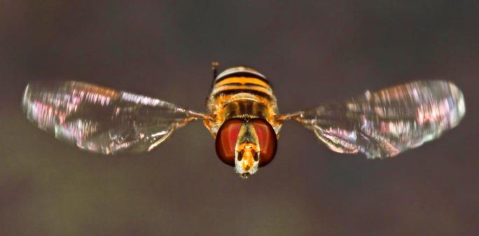 Thousands of flies keep landing on North Sea oil rigs then taking off a few hours later – here’s why