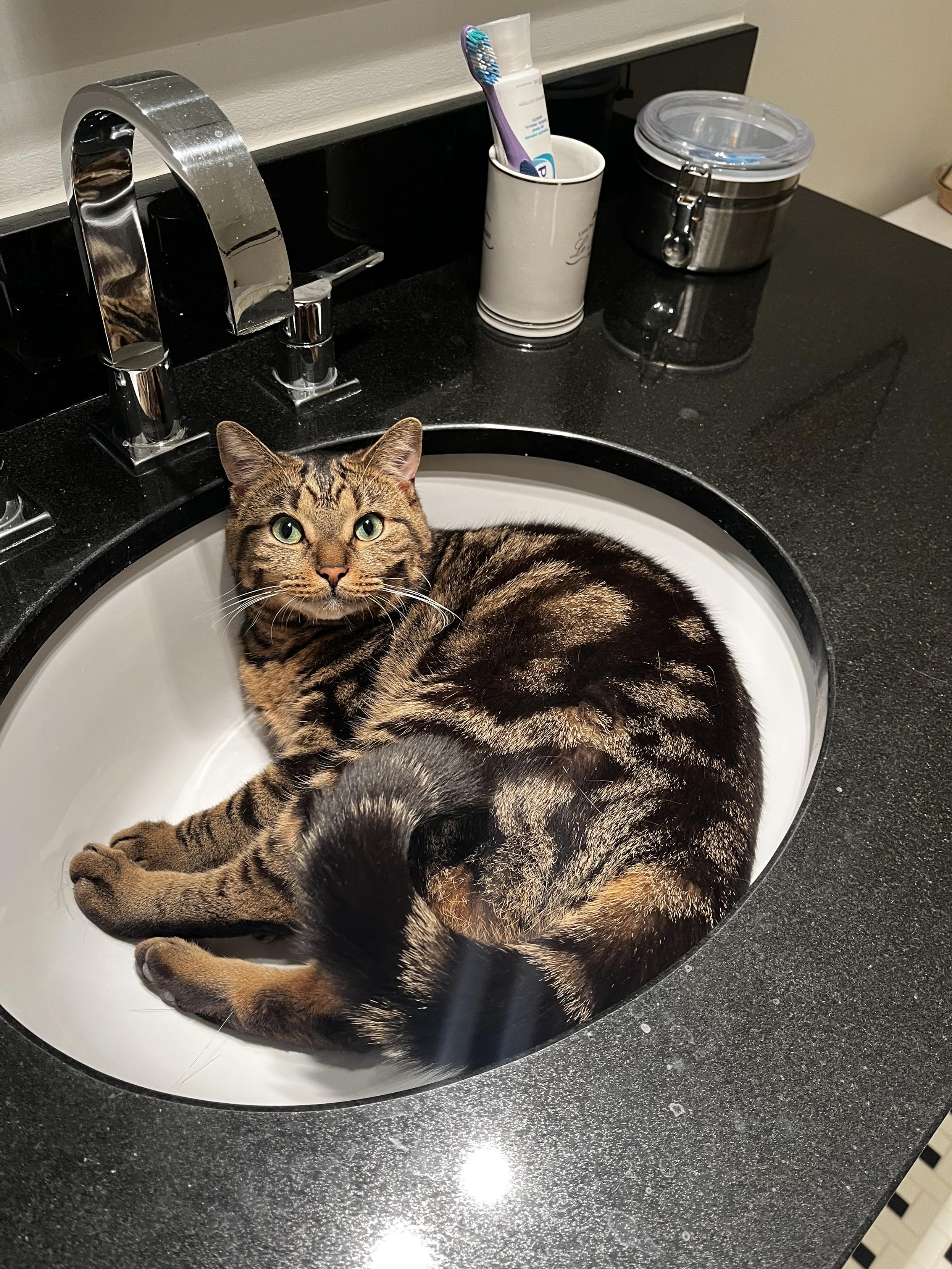 A black and orange stripped cat lays curled in the sink. She’s looking mischievously at the camera.  Beside her on the counter is a cup that holds a toothbrush and tube of toothpaste.