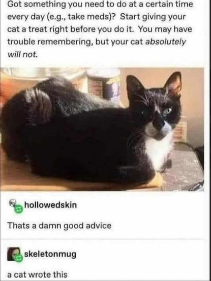 Got something u need to do at a certain time every day (e.g.,take meds(? start giving your cat a treat right b4 you do it. you may have trouble remembering, but your cat absolutely will not

[pic of cat laying down]
hollowedskin replied: That's damn good advice
skeletonmug replied: a cat wrote this
