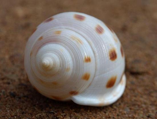 A shell with a fibonacci pattern.