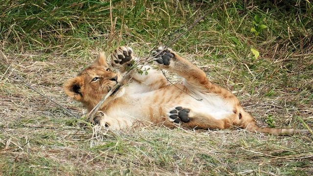 Löwenjunges spielt mit einem Ast im Gras.