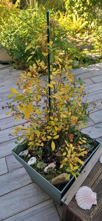 Rosier avec sa parure d'automne