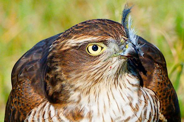 Sparrowhawk with body pointing toward camera, head turned to right of frame and bright yellow eye staring straight into the lens from just above centre of pic. Feathers from the recent meal are stuck to the bill and a few speckles of blood can be seen.
