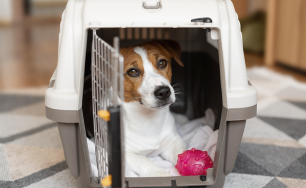 El TJUE considera que "els animals de companyia no estan exclosos del concepte d'equipatge" (iStock/Anna Okhotska)