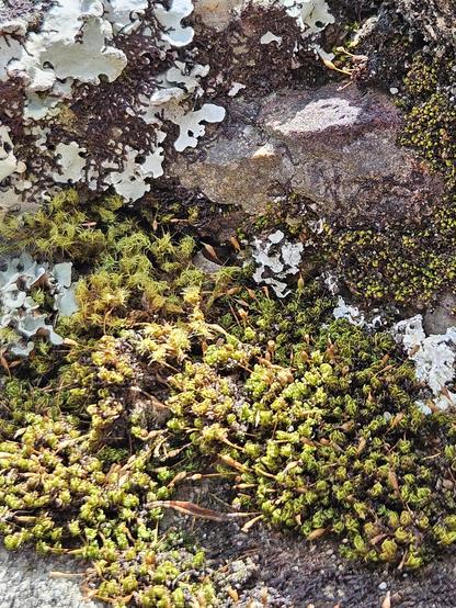 Dry, lime green moss and pale mint green lichen. Dharug and Gundungurra country.