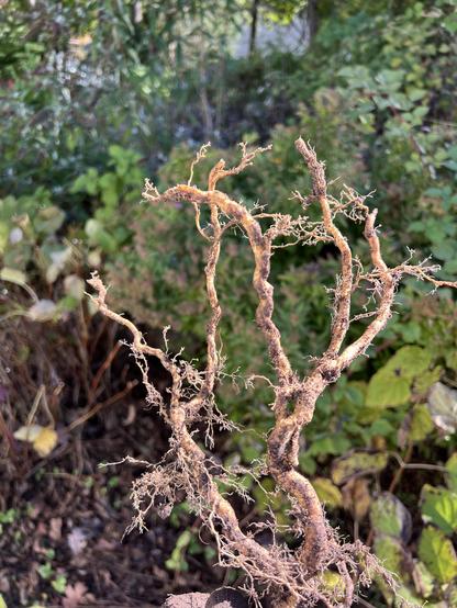 a branch of hydrangea roots from one of the plants I’m digging up.