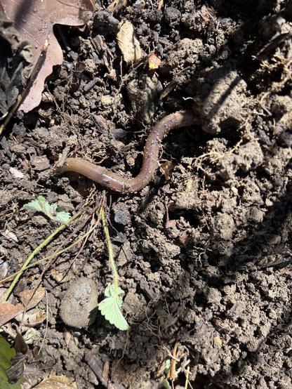a very fat worm tries to hide in the freshly overturned dirt 