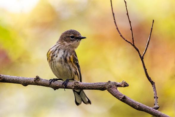 A Yellow-rumped warbler perched on this barren branch for a couple of shots before moving a long to find more insects to eat.